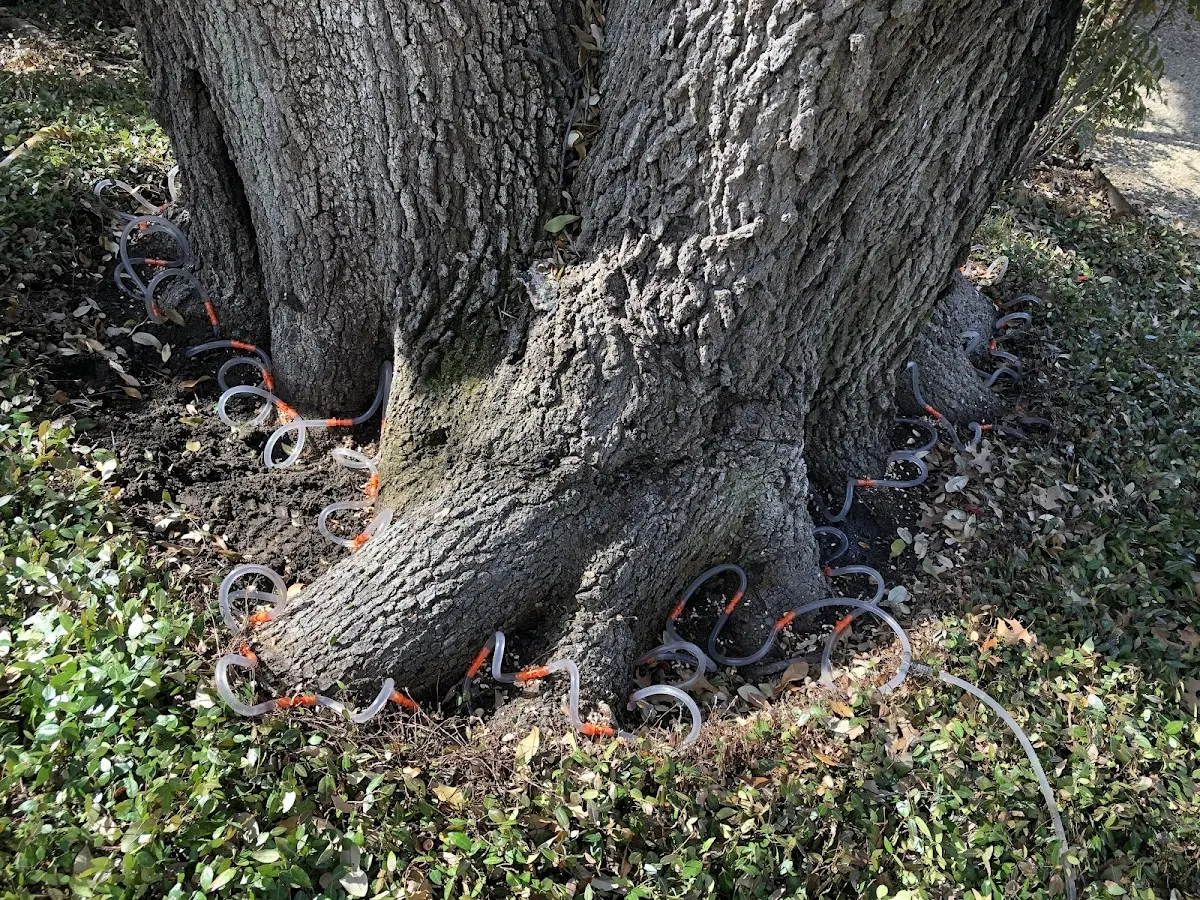 Detailed Tree Cabling and Bracing job site in Wasola
